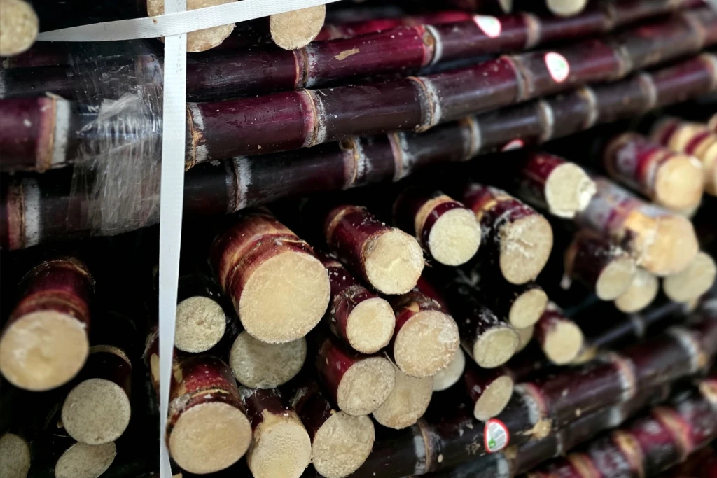 caña morada