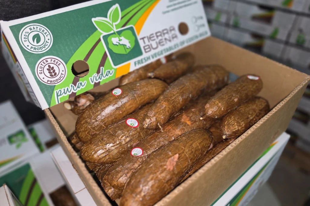 yuca